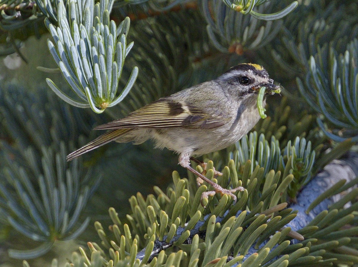 Golden-crowned Kinglet - ML643005886