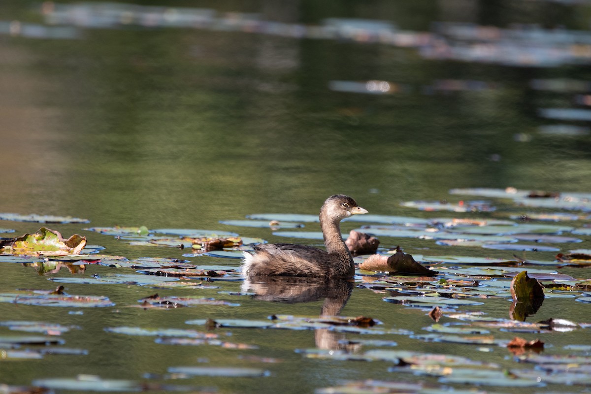 Pied-billed Grebe - ML643005887