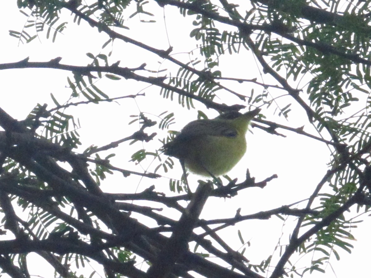 Maracaibo Tody-Flycatcher - ML643005893