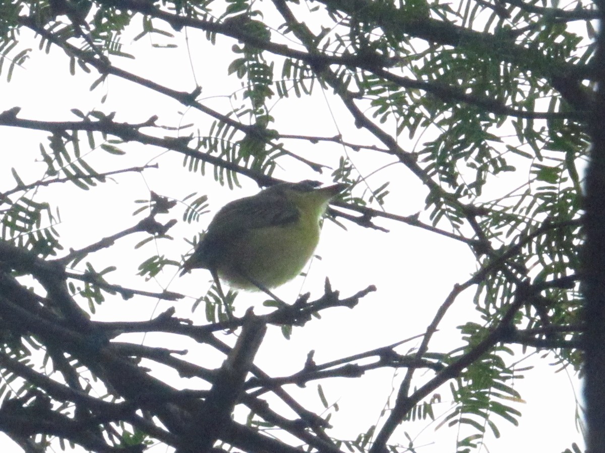 Maracaibo Tody-Flycatcher - ML643005911