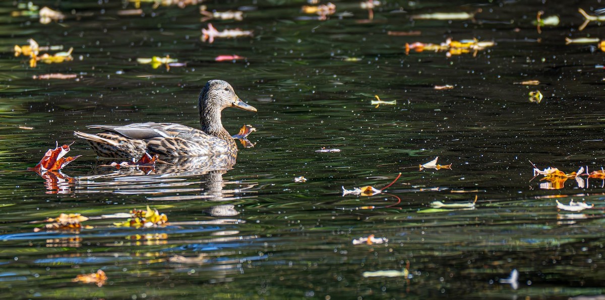 Stockente - ML643005929