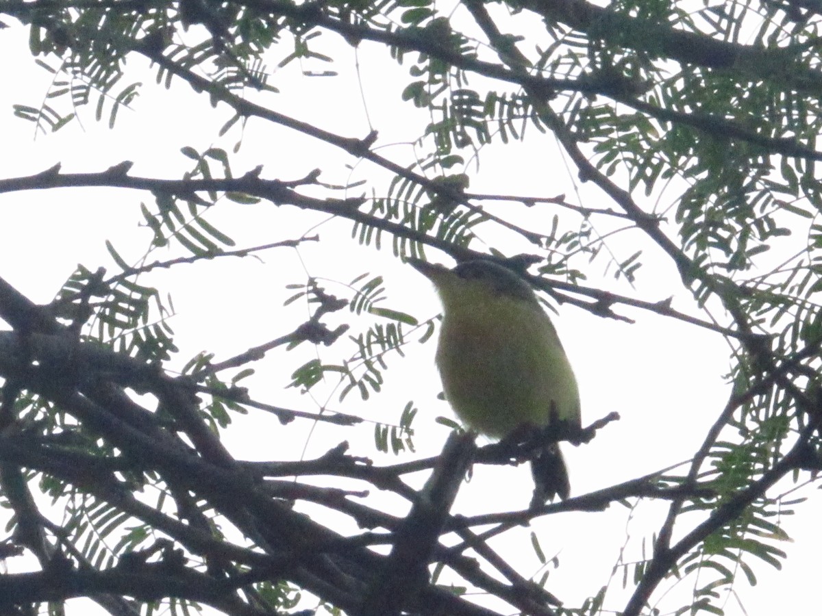 Maracaibo Tody-Flycatcher - ML643005933