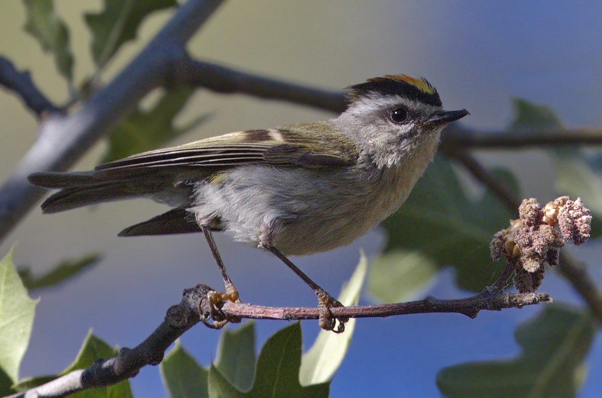 Golden-crowned Kinglet - ML643005942