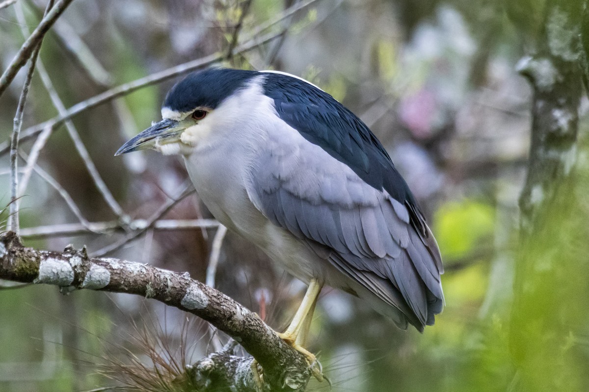 Black-crowned Night Heron - ML643005947