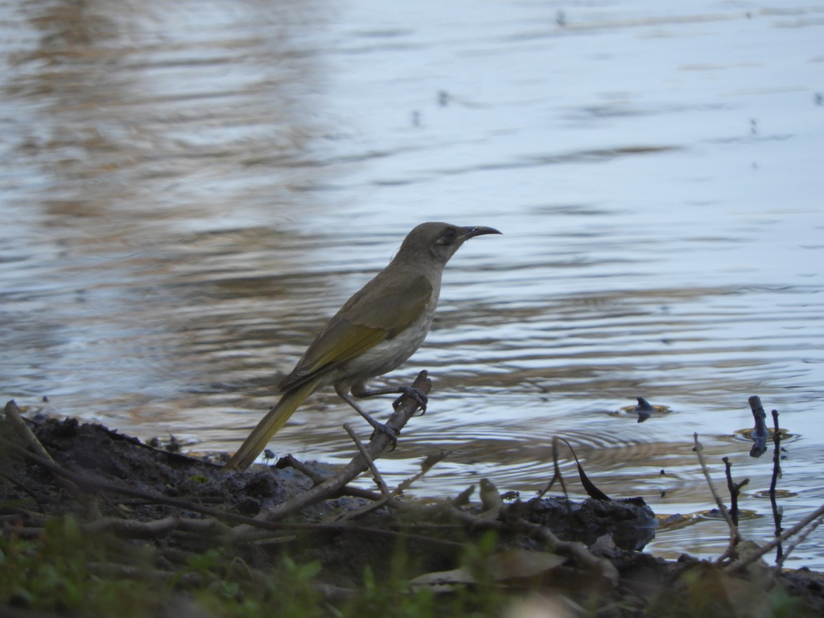 Brown Honeyeater - ML643005948