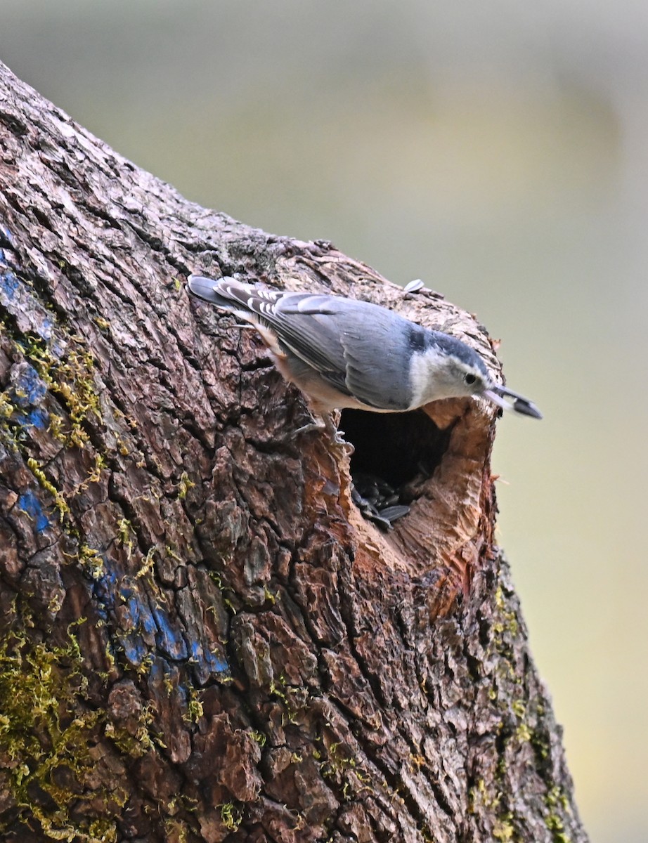 White-breasted Nuthatch - ML643005954