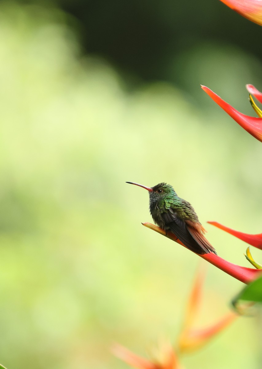 Rufous-tailed Hummingbird - ML643005955