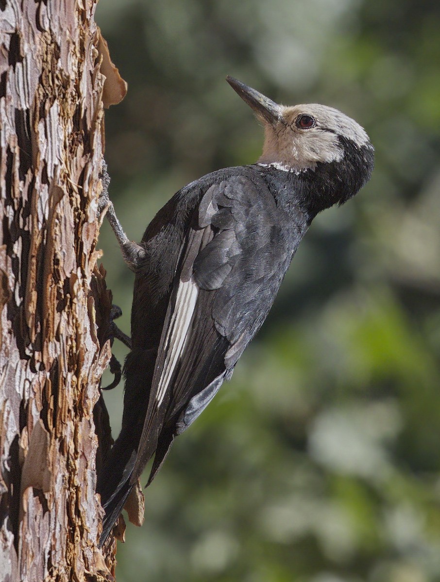 White-headed Woodpecker - ML643005956
