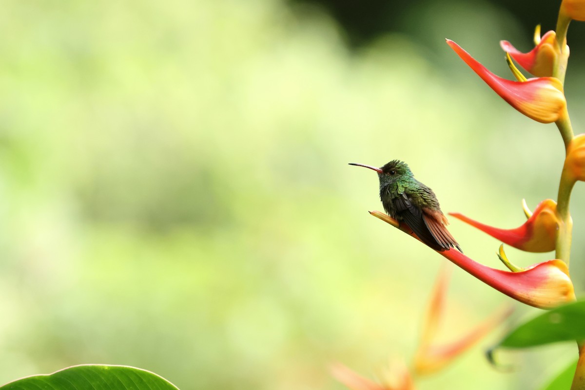 Rufous-tailed Hummingbird - ML643005957