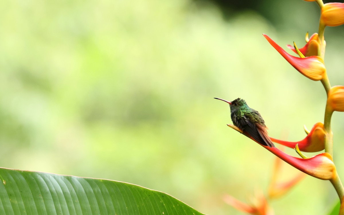 Rufous-tailed Hummingbird - ML643005958