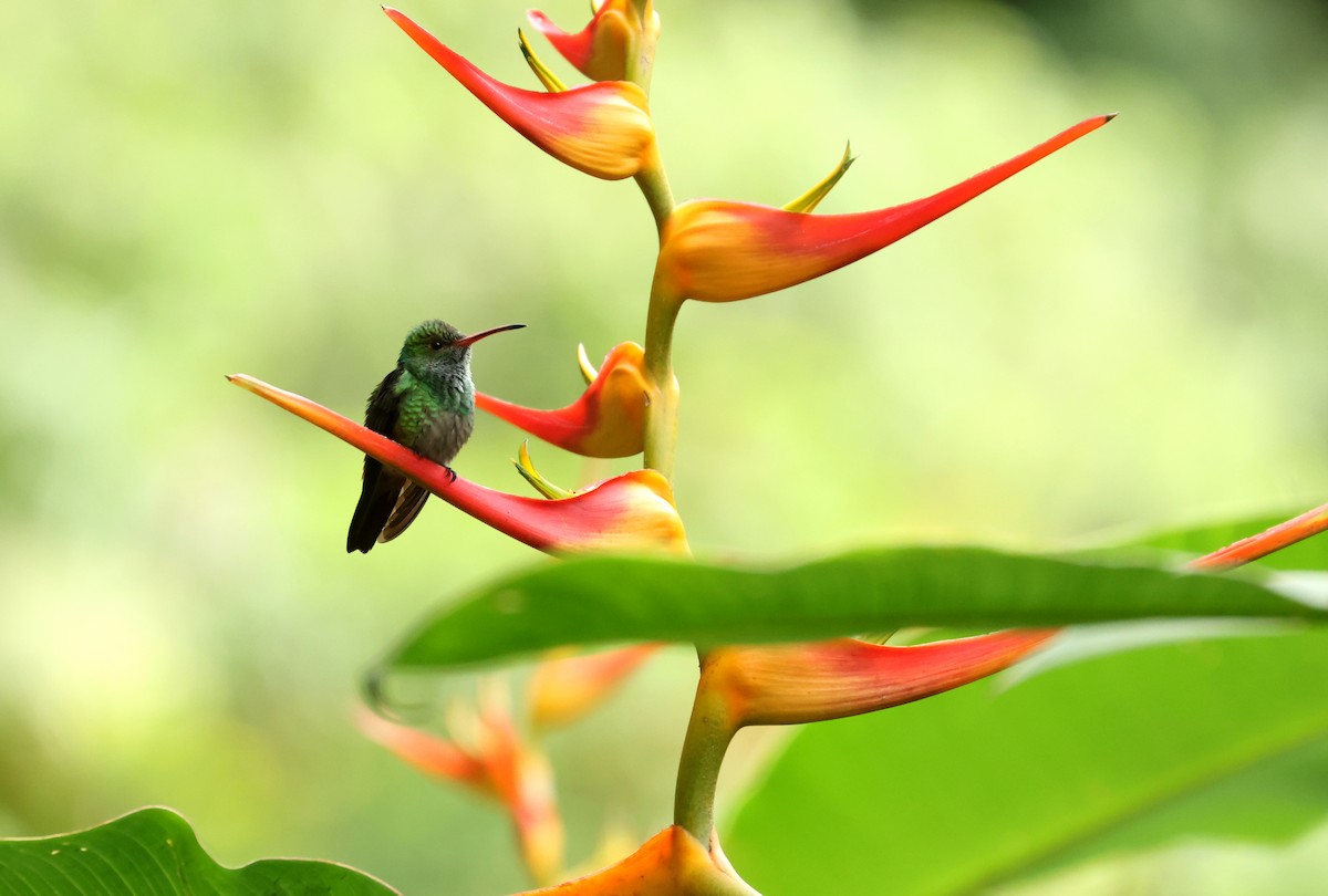 Rufous-tailed Hummingbird - ML643005960