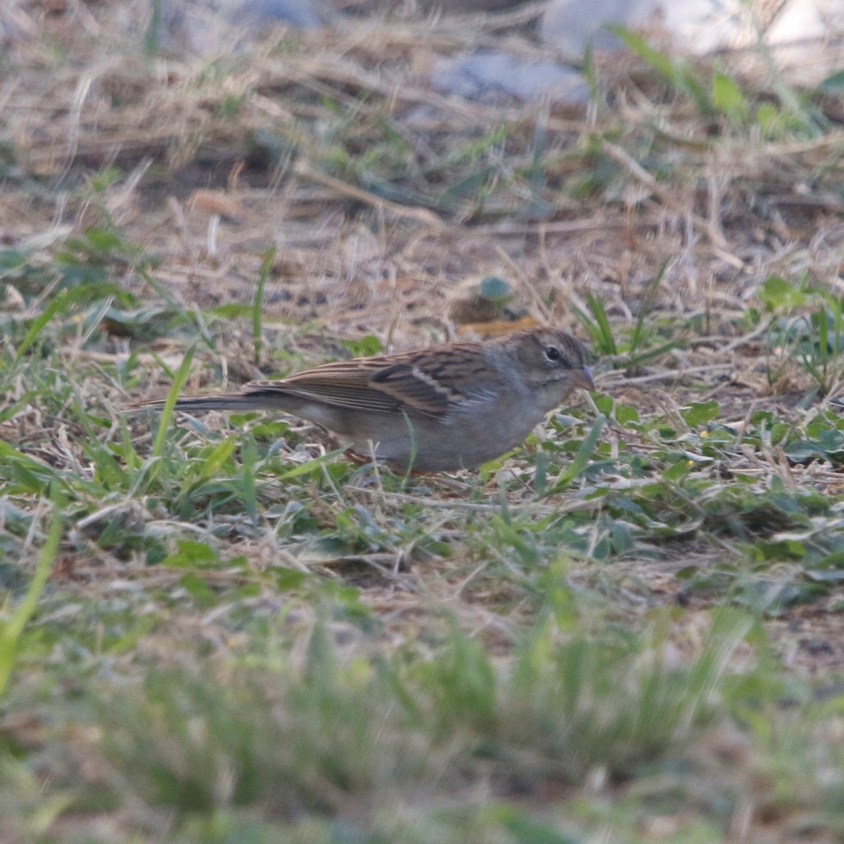Chipping Sparrow - ML643005964