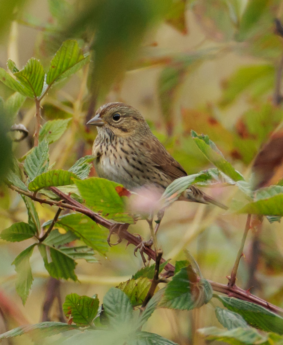 Lincoln's Sparrow - ML643005967