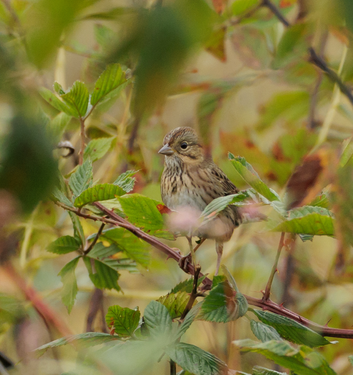 Lincoln's Sparrow - ML643005968