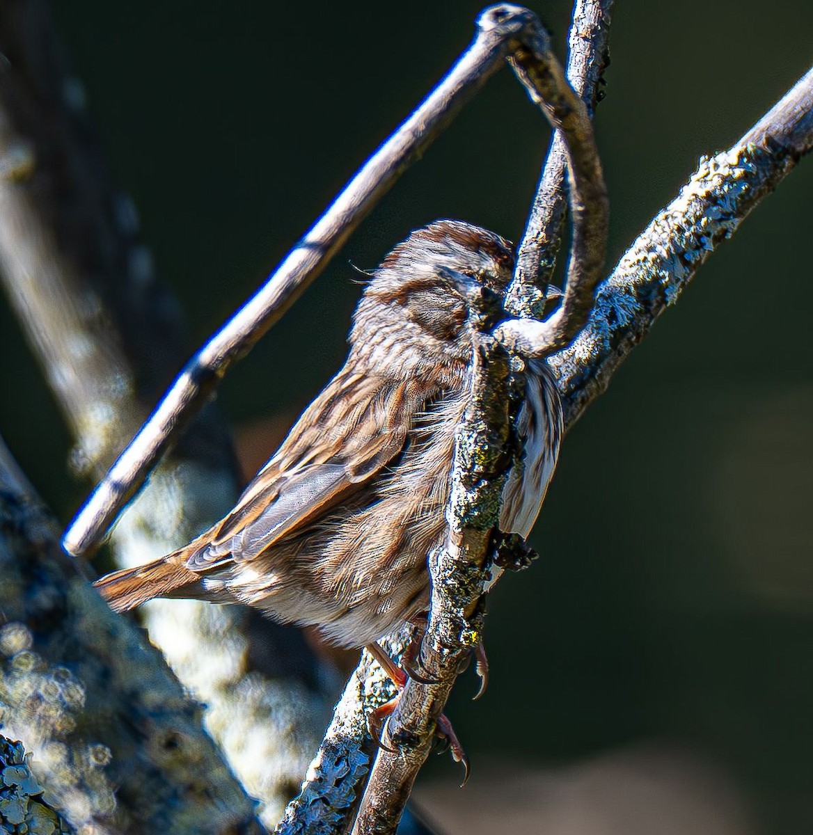 Song Sparrow - ML643005973