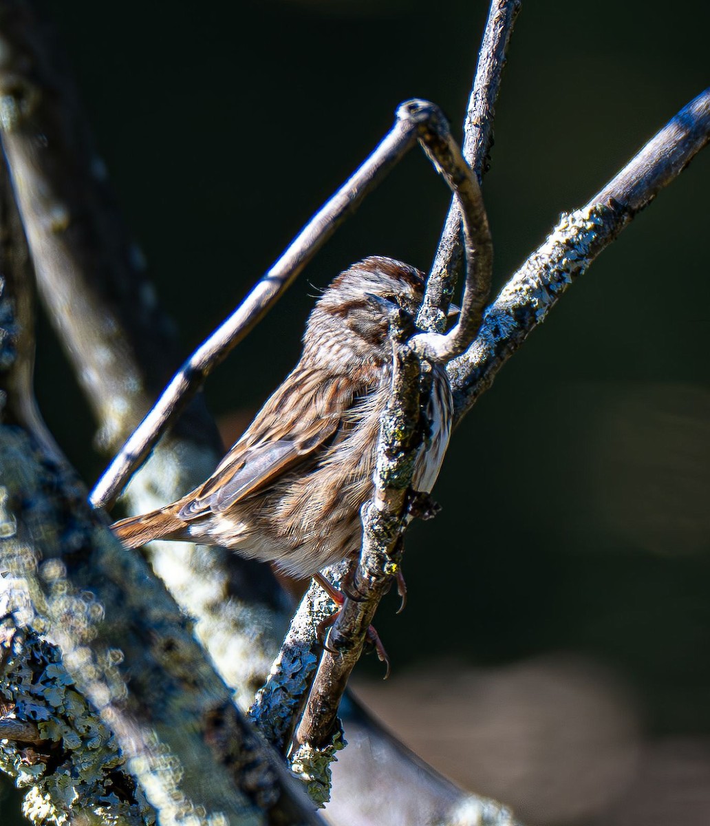Song Sparrow - ML643005974