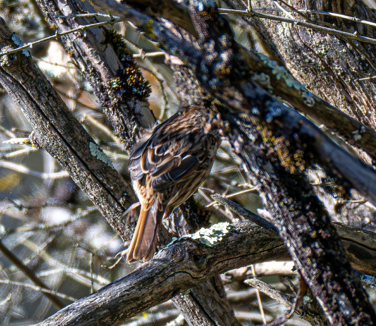 Song Sparrow - ML643005975