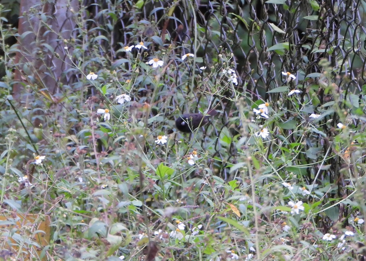 Black-faced Grassquit - ML643005976