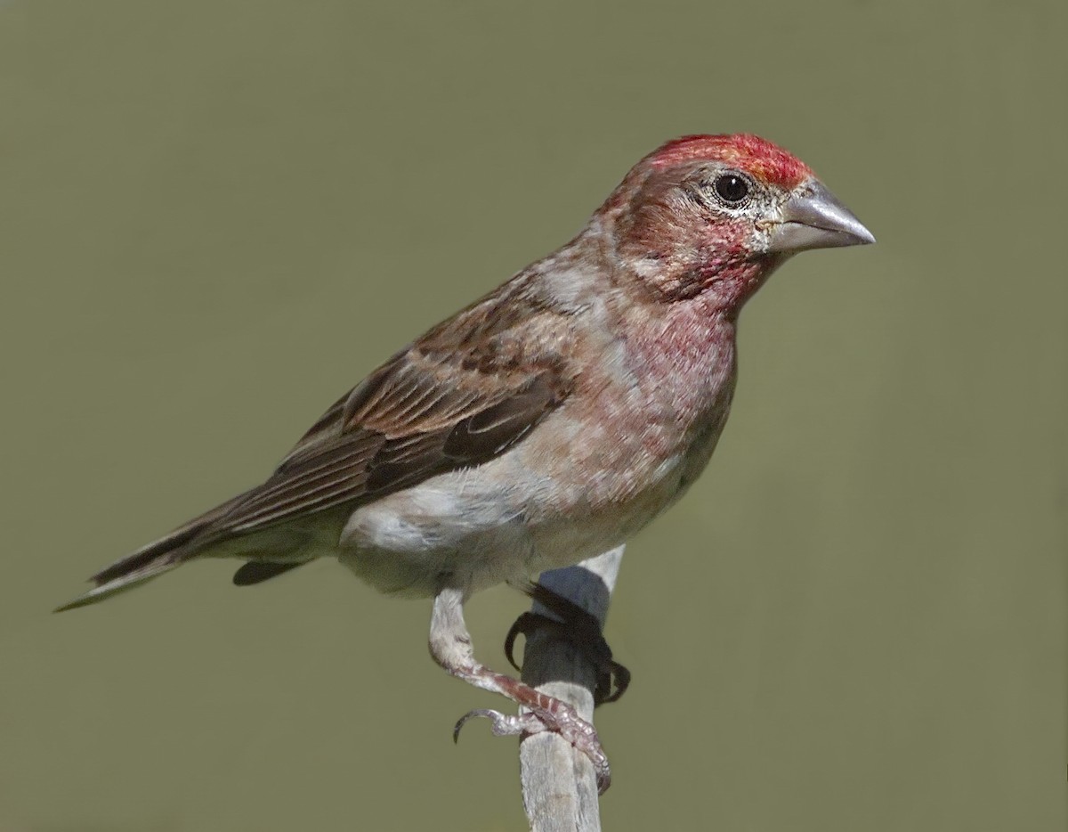 Cassin's Finch - ML643005978