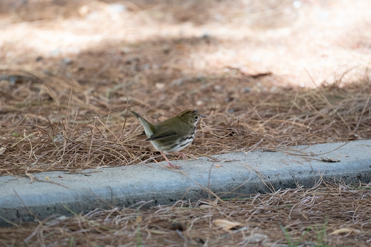 Ovenbird - ML643005982