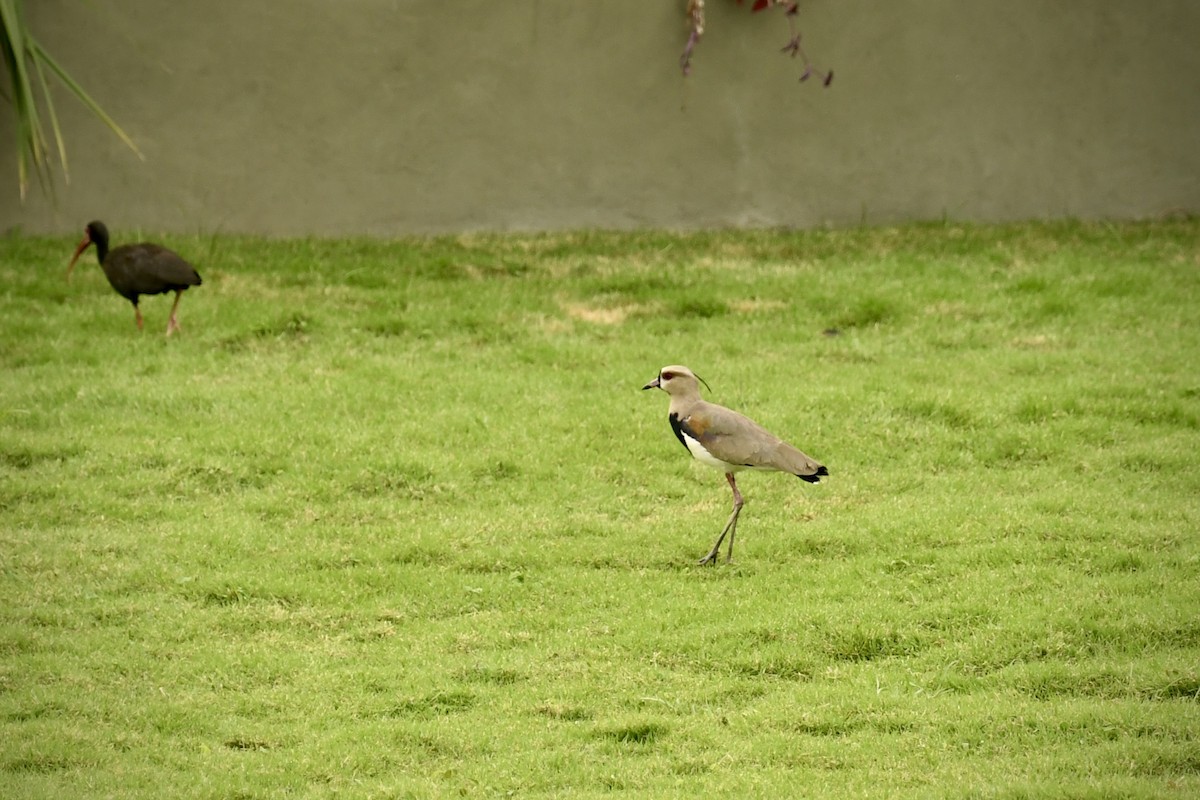 Southern Lapwing - ML643005984