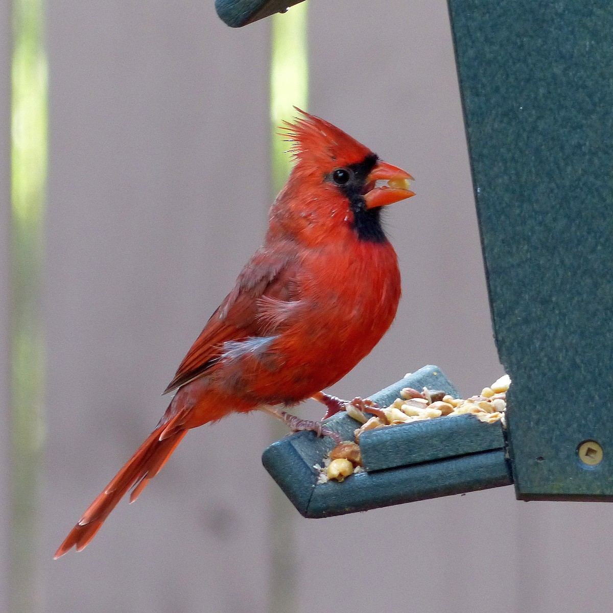 Northern Cardinal - ML643005990