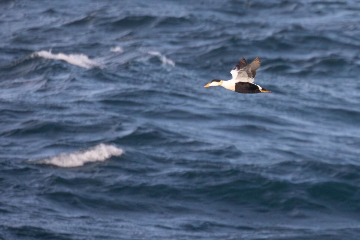 Common Eider (Pacific) - ML643005997