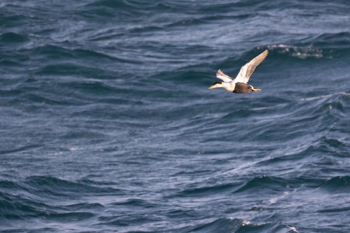 Common Eider (Pacific) - ML643005998