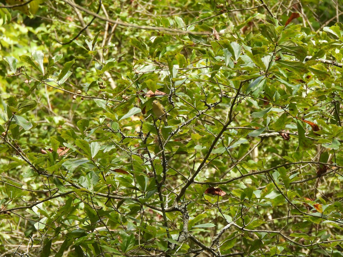 Bay-breasted Warbler - ML643006000