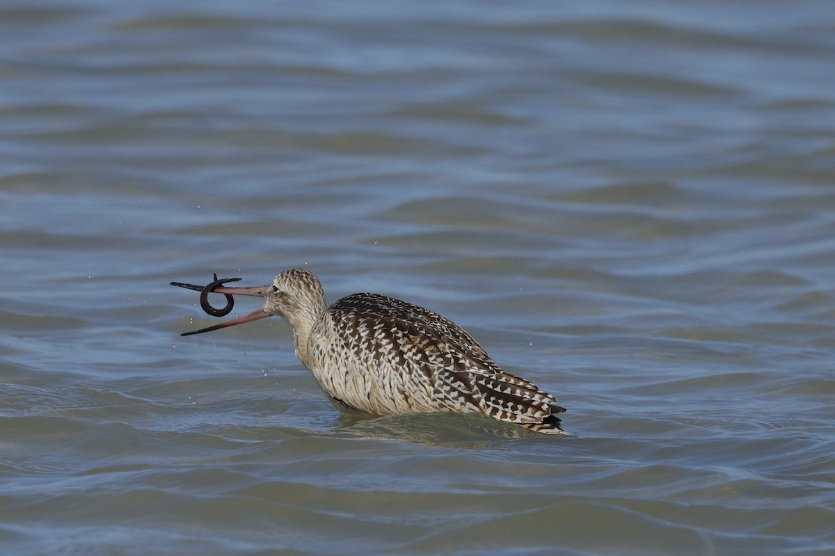 Marbled Godwit - ML643006001