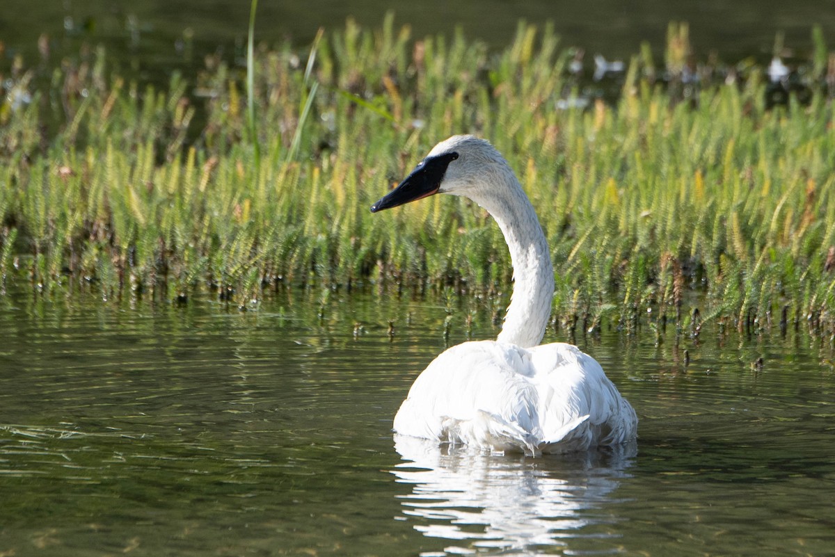 Trumpeter Swan - ML643006004