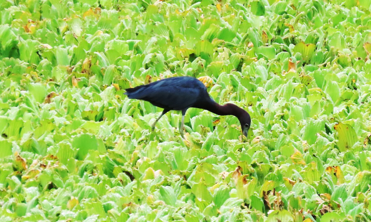 Little Blue Heron - ML643006006