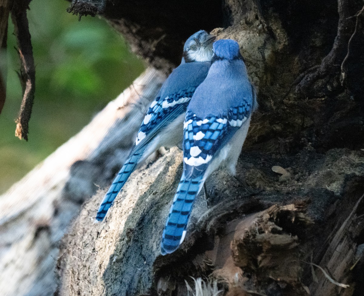 Blue Jay - ML643006009