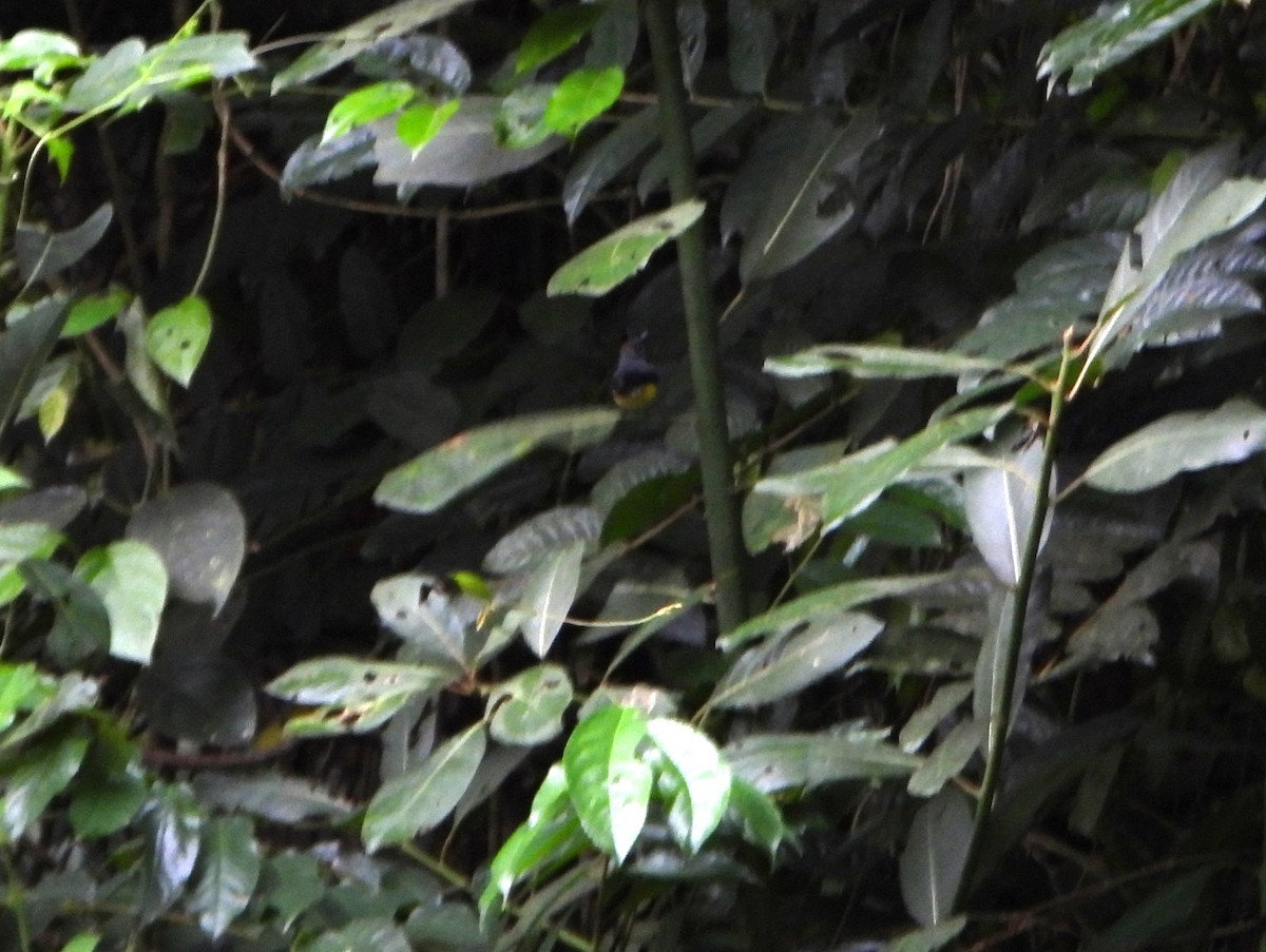 Slate-throated Redstart - ML643006014