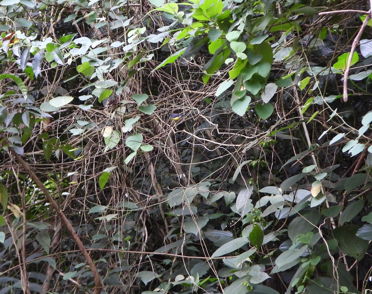 Slate-throated Redstart - ML643006015