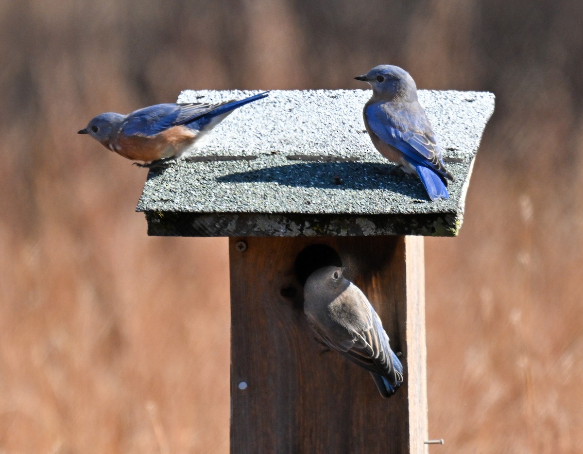 Eastern Bluebird - ML643006029