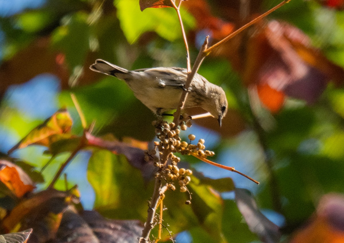Yellow-rumped Warbler - ML643006084