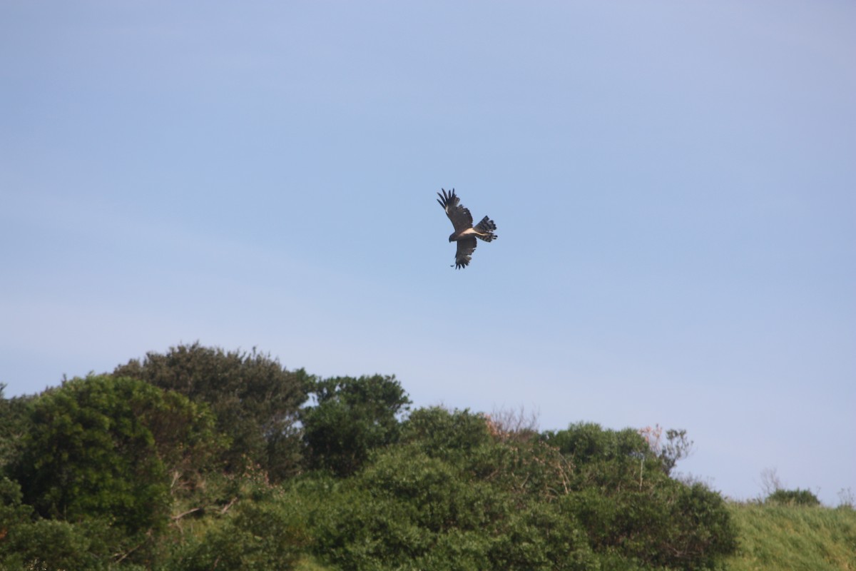 Spotted Harrier - ML643006107
