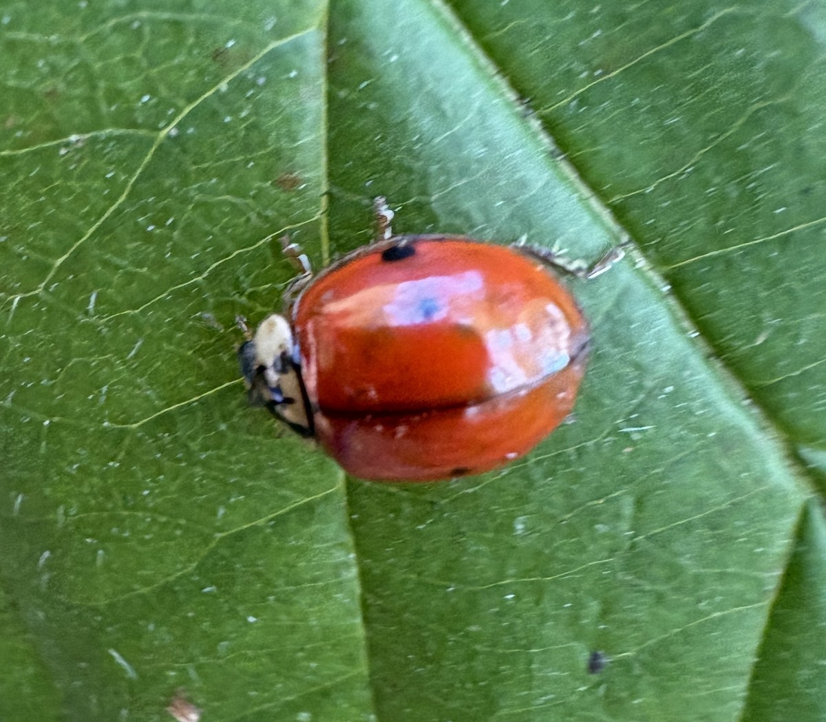 Asian Lady Beetle - ML643006115