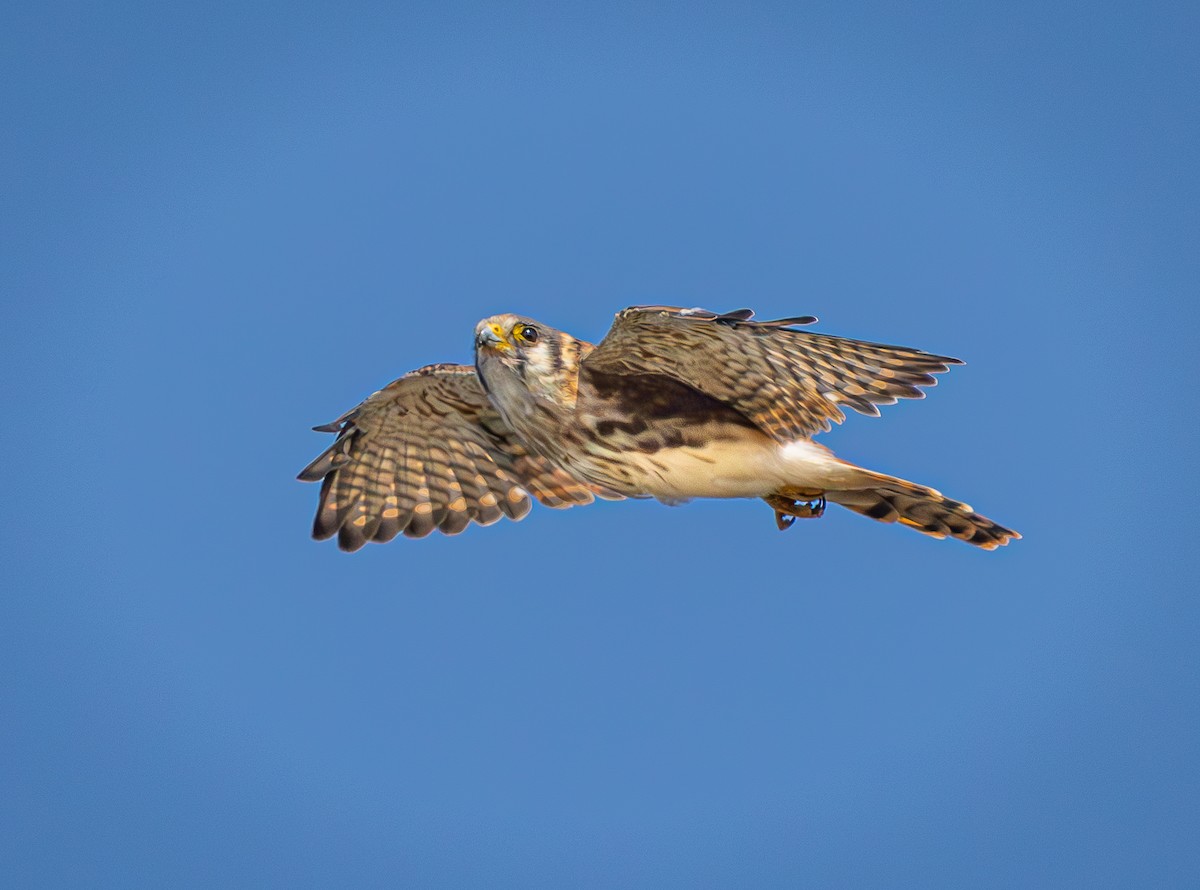Buntfalke - ML643006138