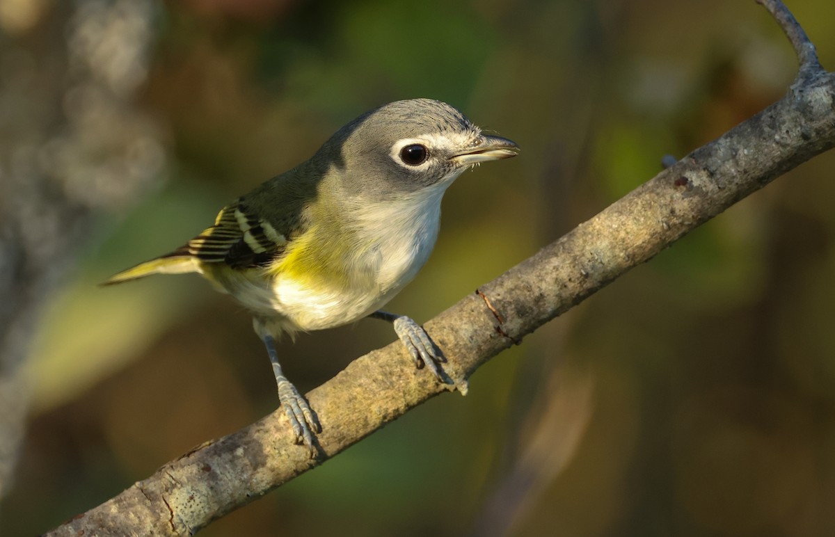 Graukopfvireo - ML643006139