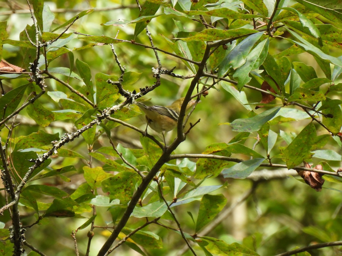 Braunkehl-Waldsänger - ML643006141