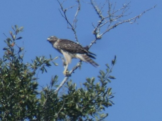Red-shouldered Hawk - ML643006146