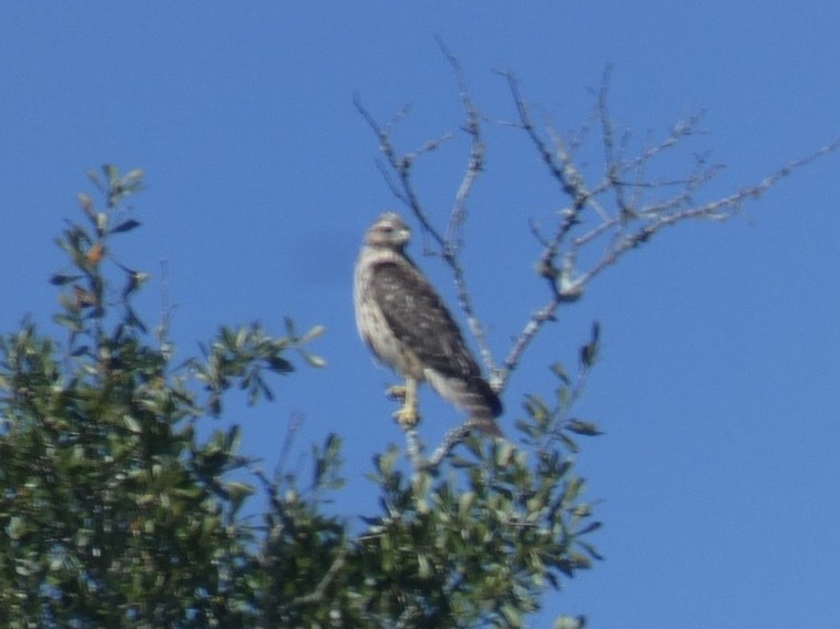 Red-shouldered Hawk - ML643006147