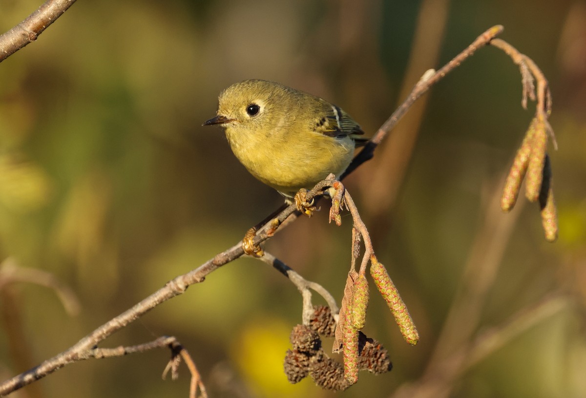 Ruby-crowned Kinglet - ML643006148