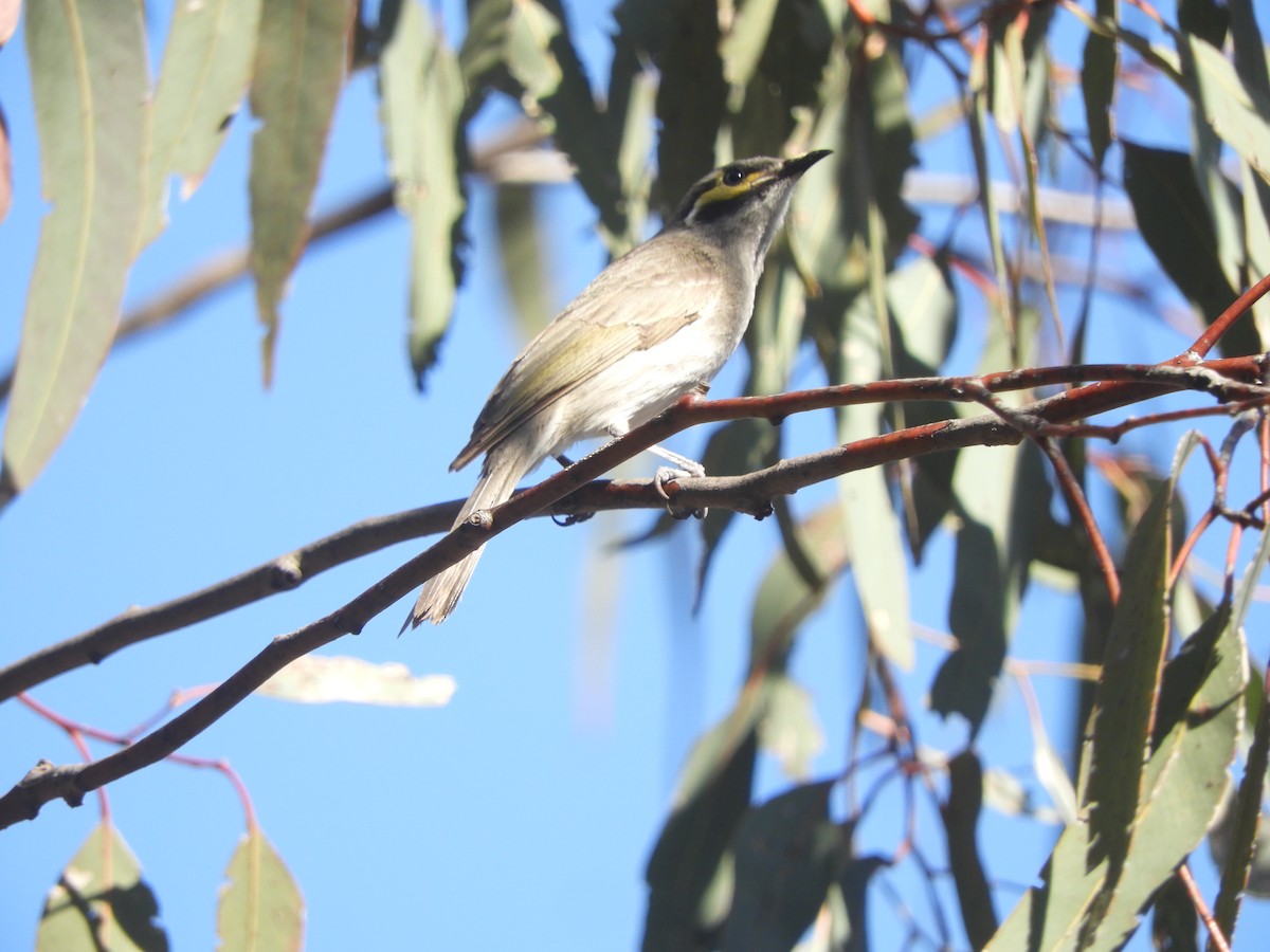 Yellow-faced Honeyeater - ML643006150