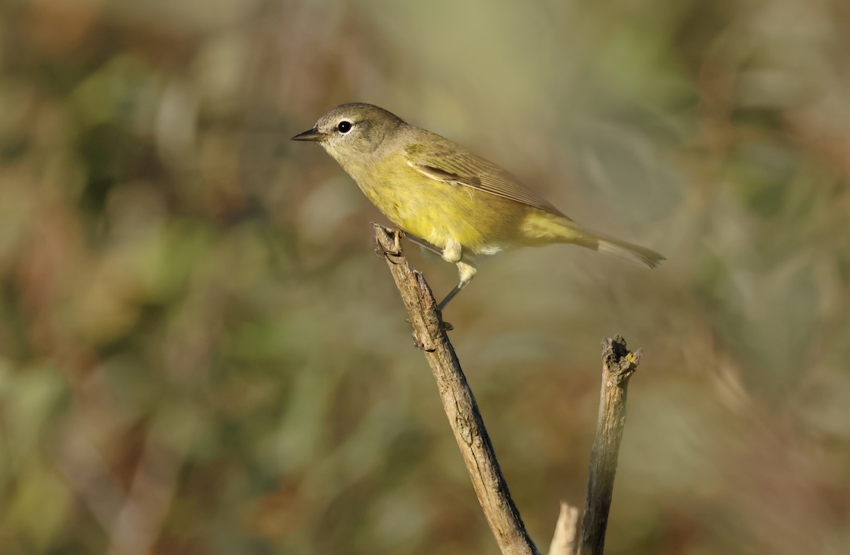Orange-crowned Warbler - ML643006168