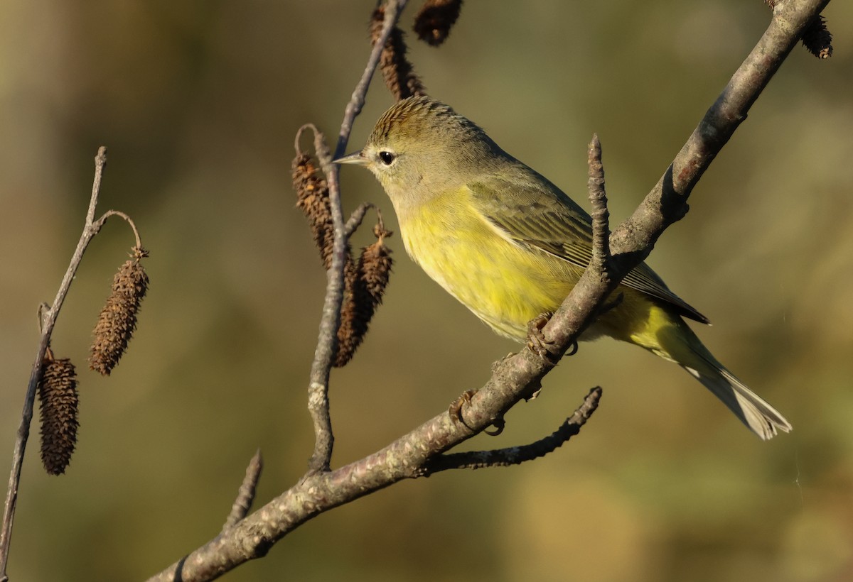 Orange-crowned Warbler - ML643006170