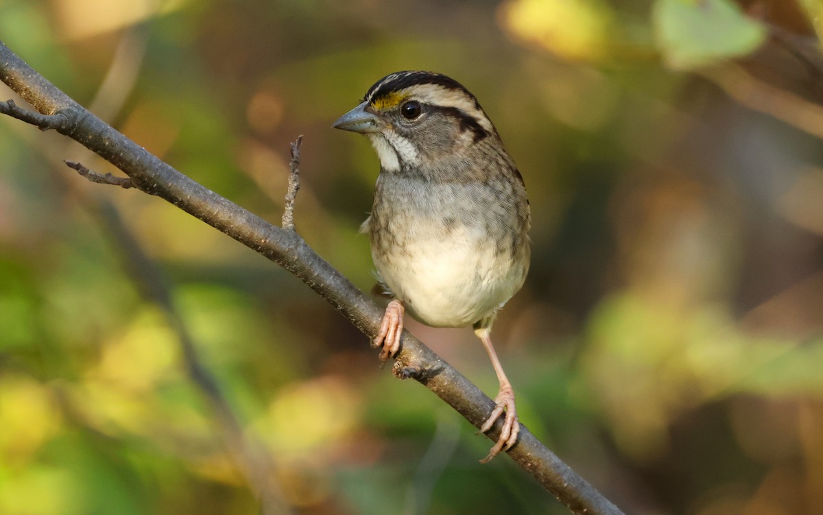 White-throated Sparrow - ML643006203
