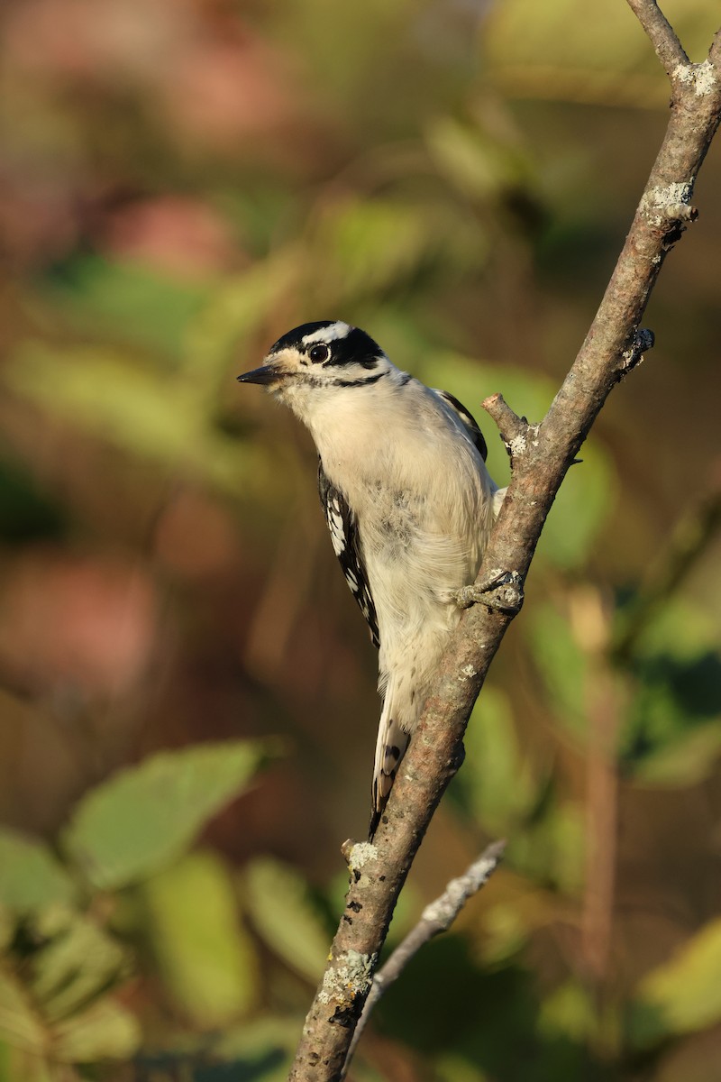 Downy Woodpecker - ML643006218